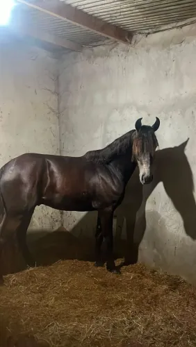 Potro tordilho