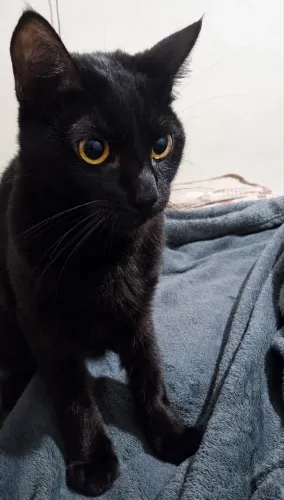 Gatinho de aparentemente 8 a 10 meses para adoção responsável