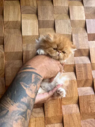 Gato persas alto padrão 