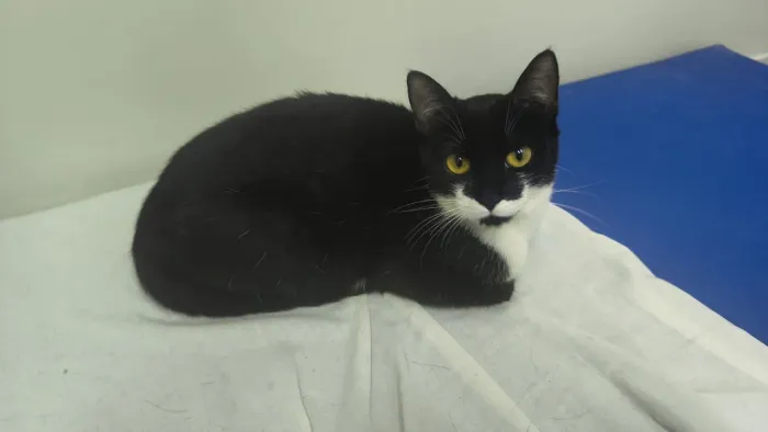 Gatinha para adoção 