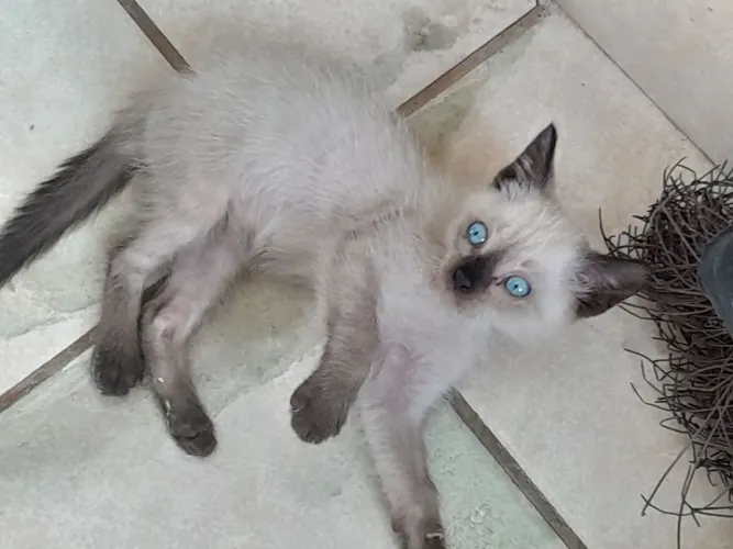 Doação Gatinhos