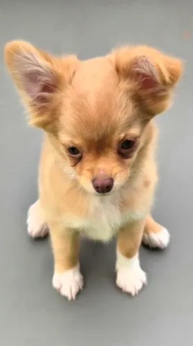 FEMEA CHIHUAHUA PELOS LONGOS 