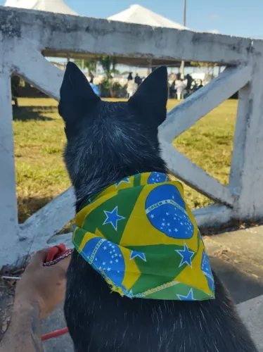 Procuro BLUE heeler macho 