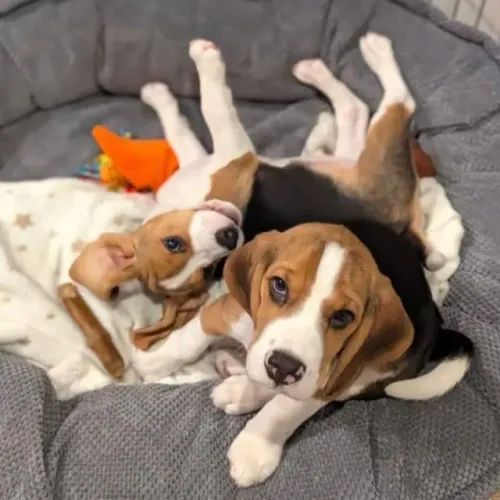 Filhotes de Beagle | Filhote com energia contagiante.