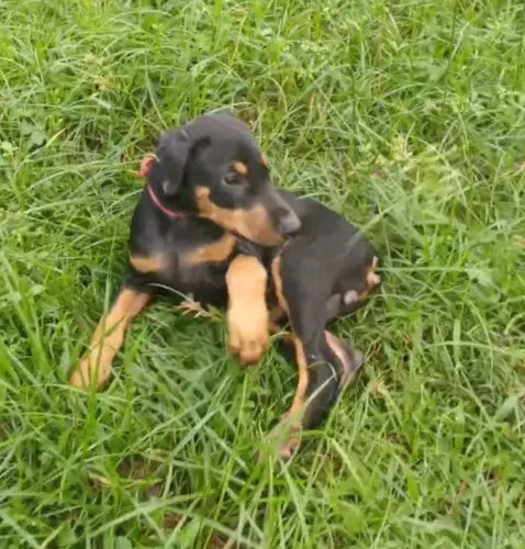 VENDE-SE FILHOTES DE DOBERMAN EUROPEU COM PEDIGREE E VACINADOS E VERMÍFUGADOS.