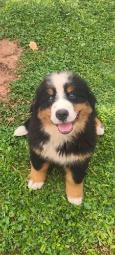 Bernese Mountains Dogs 