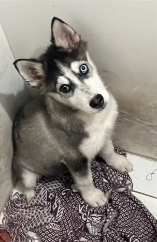 Filhote de husky siberiano