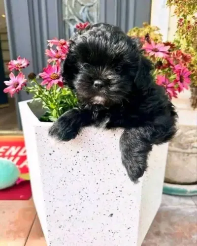 Filhotes de Shih Tzu | Carinho que faz o dia especial.