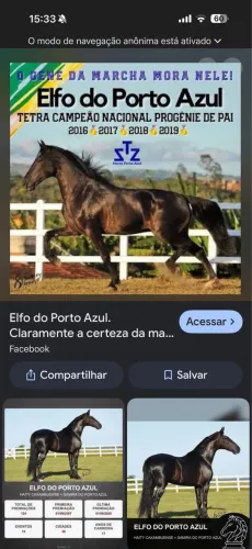 Vendo coberturas ilimitadas, cavalo filho do elfo do Porto azul