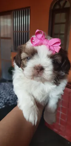 Animais de estimação 