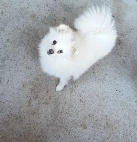 Lulu da pomerania fêmea com 1 ano e 3 meses.$2600.zap *30