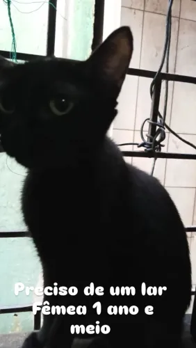 Doação de gato 