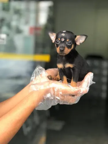 Pinscher miniaturas ? Padrão da raça garantido