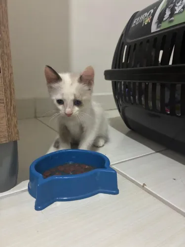 Filhote de Gata