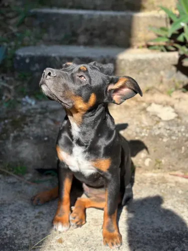 Filhote de pitbull 
