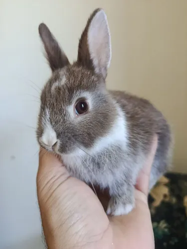 Mini coelho 