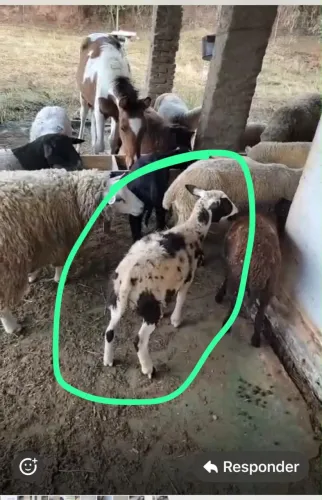 Vendo Carneiro