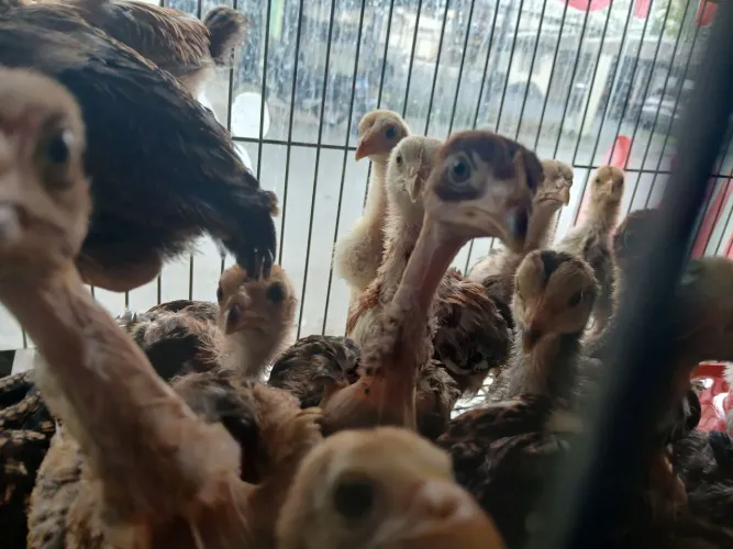 Vendo franguinhos caupira