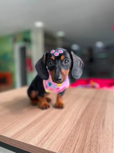 Dachshund salsichinha
