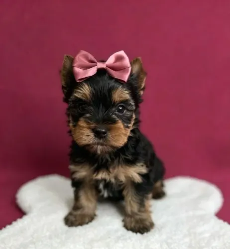 Yorkshire Terrier Fêmea Bela e Especial