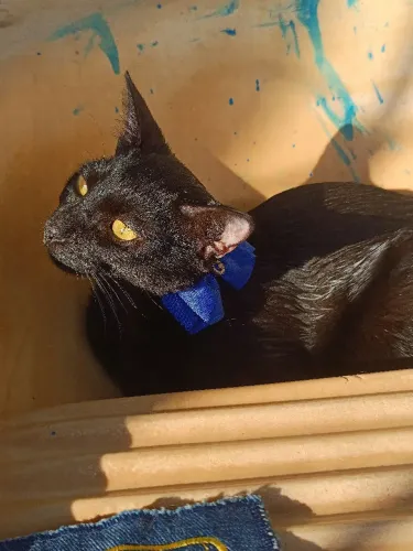 Mavis Gatinha Fêmea