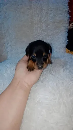 Pinscher miniatura fêmea