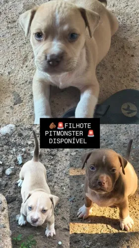 Pitmonster filhote