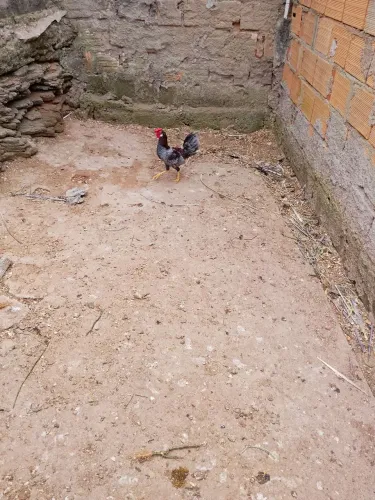 Frango garnizé