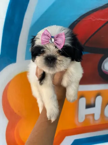 Shih tzu uma gracinha de pelinhos 
