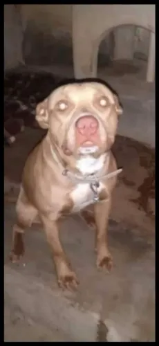 Pit Bull