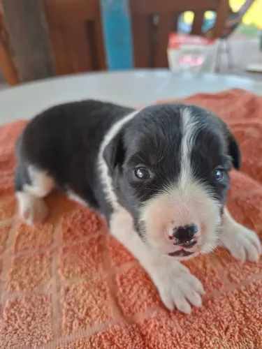 FILHOTES DE BORDER COLLIE PADRÃO | ENTREGA A PARTIR DE 30/08/2026