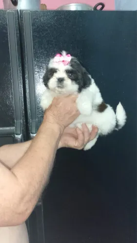 Shih Tzu com muita fofura