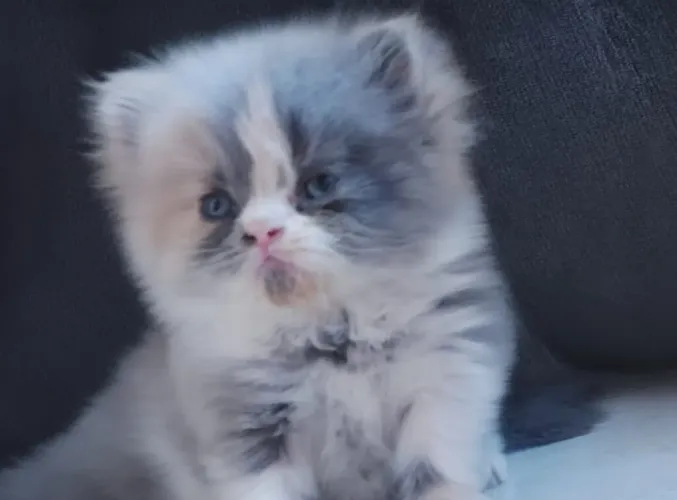Gato Persa ( fêmea)