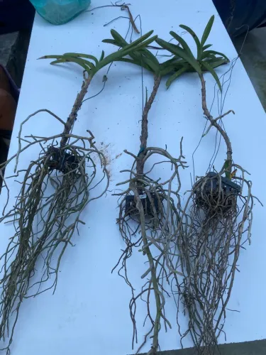 Lotes de orquídeas vandas cabeludas