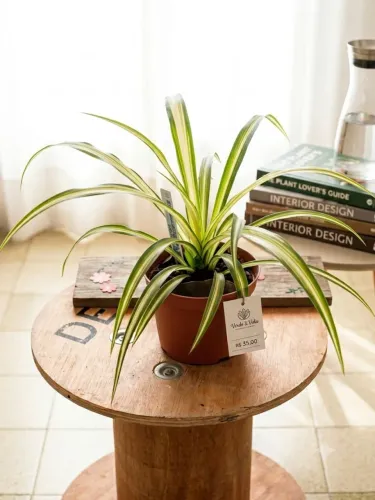 Planta no vaso clorofito