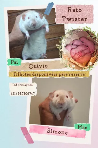 Filhotes de rato twister 