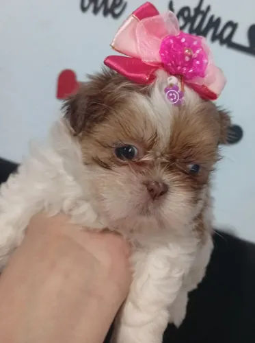 Shitzu