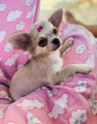 Chihuahua