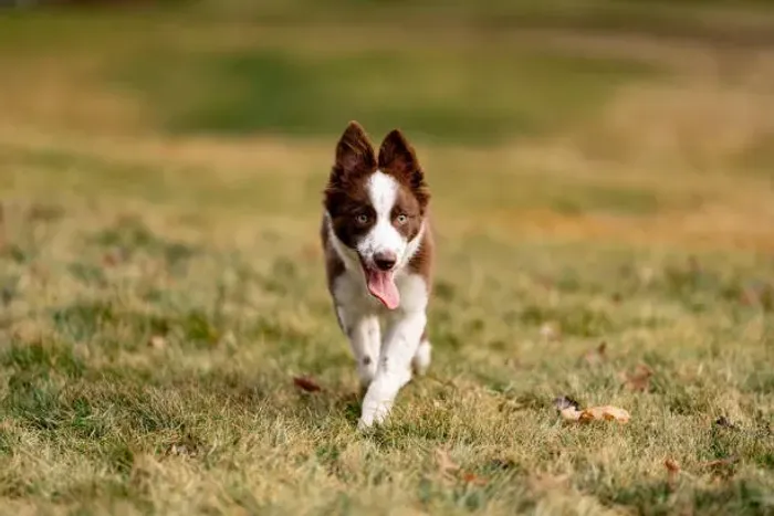 Border Collie ? Filhotes Lindos e Cheios de Charme