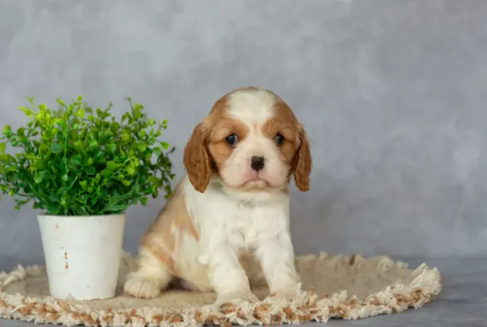 Cavalier King Charles filhotes entrega imediata