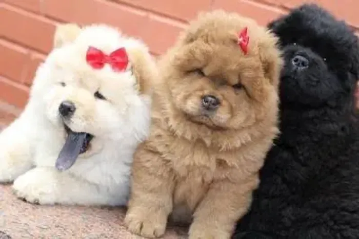 Chow Chow Belas Cores 