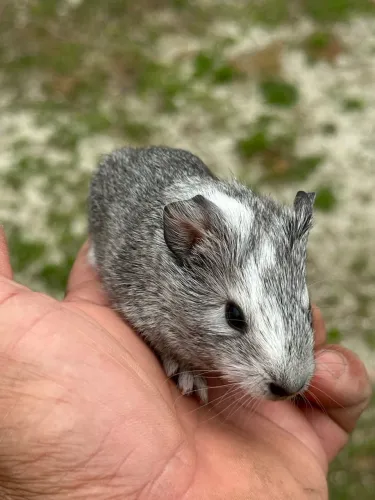 Porquinho da índia