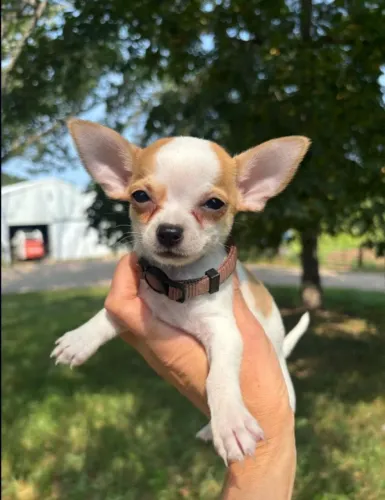 Chihuahua Pelo Curto: Lindos Filhotes á pronta entrega