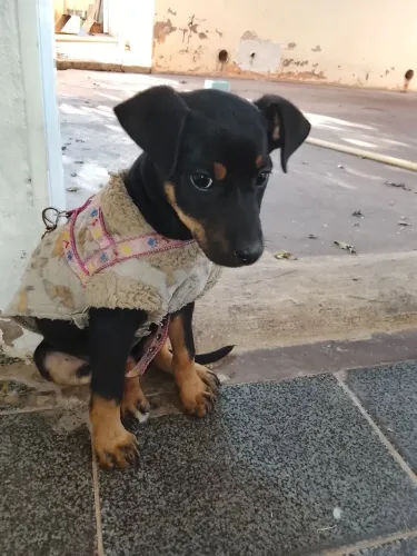 Estou doando está cachorrinha interessados entrar em contato