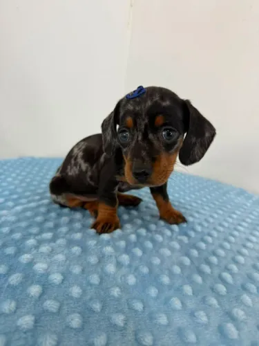 Dachshunds 