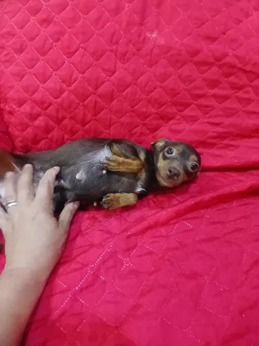 Pinscher Fêmea chocolate