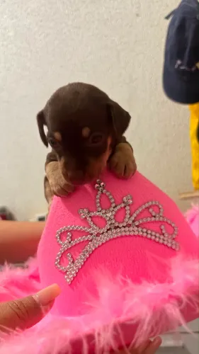 Pinscher Fêmea