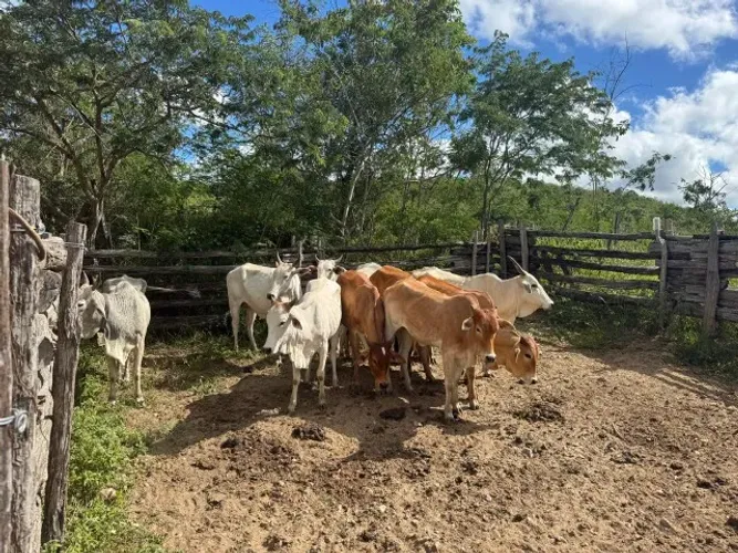 20 Mamotas neleradas