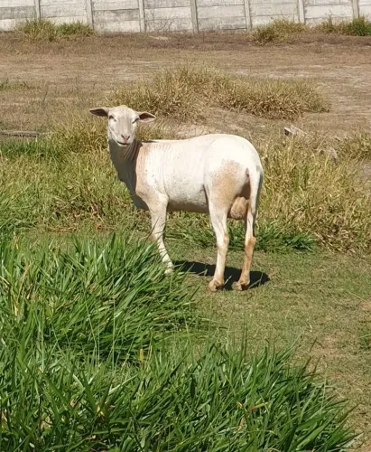 Vendo Carneira fêmea Santa Inês