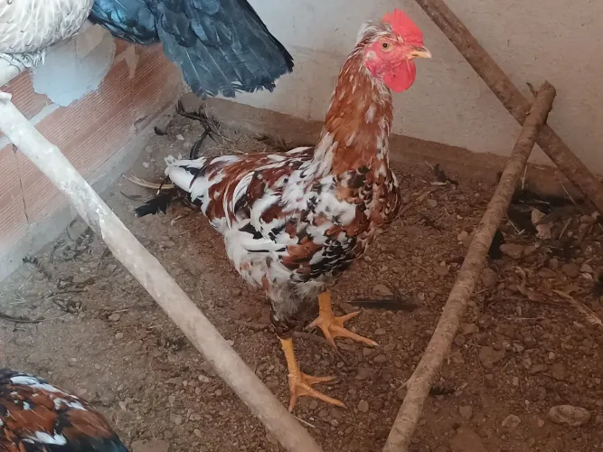 Vendo Frango GSB